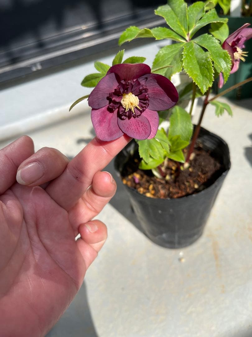 クリスマスローズ little beast オキシ系sdレッド（不稔）