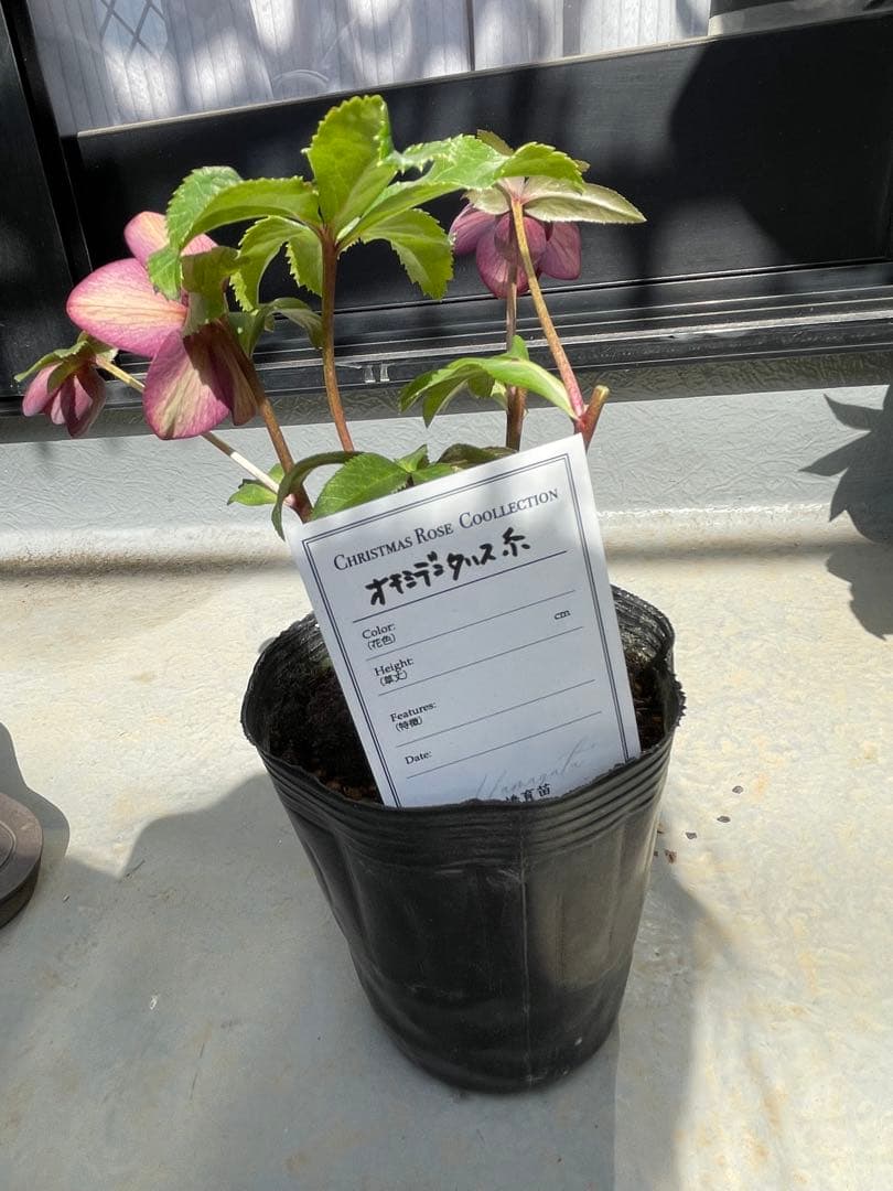 クリスマスローズ little beast オキシ系sdレッド（不稔）