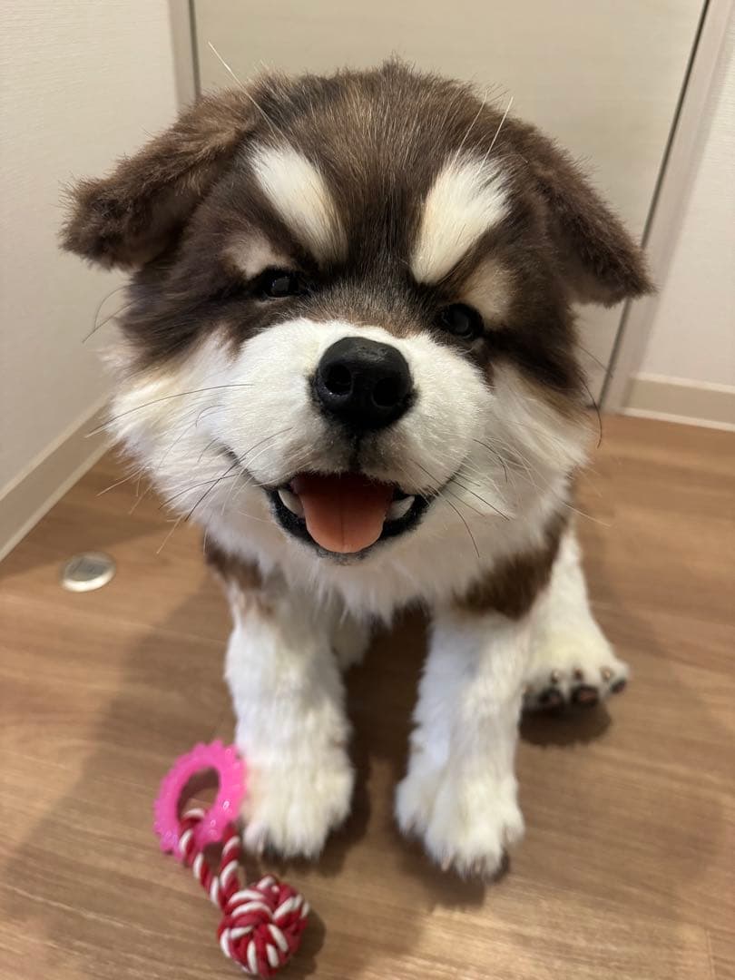 海外作家様作　アートドール　アラスカンマラミュートの子供