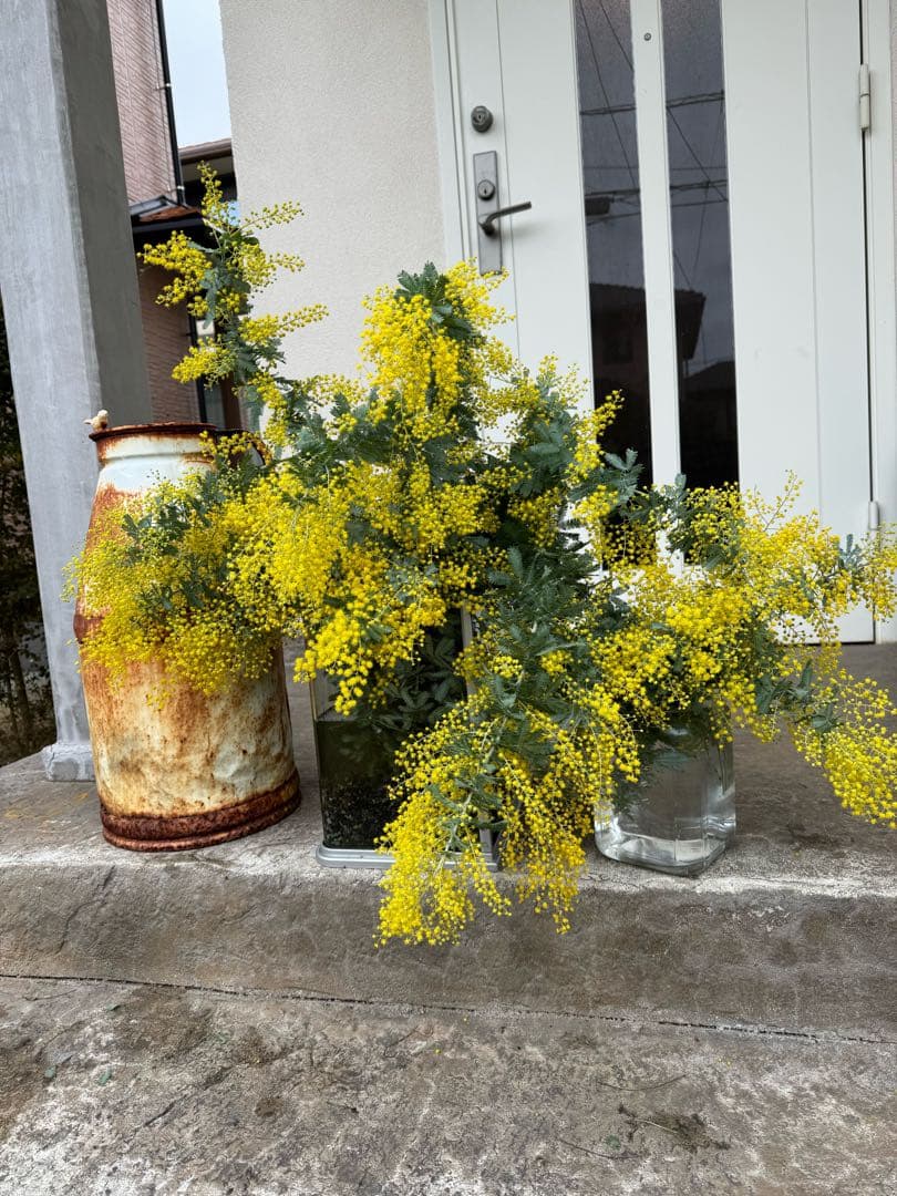 Fure.noar　ミモザ　フレッシュ　100本