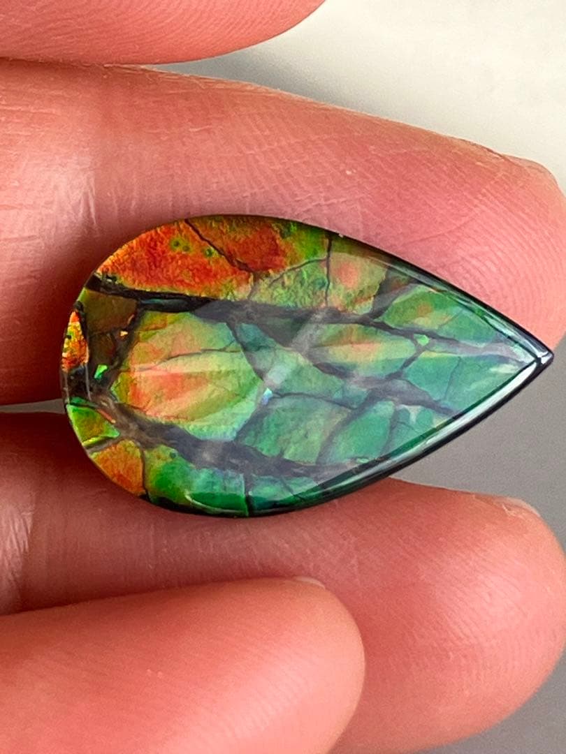 アンモライトルース　化石　原石　幅2.2cm 美品