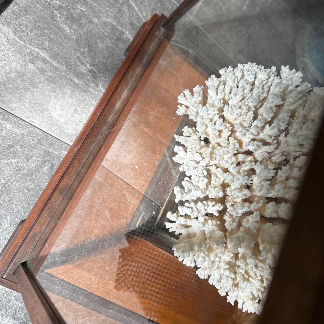 サンゴのディスプレイオブジェ