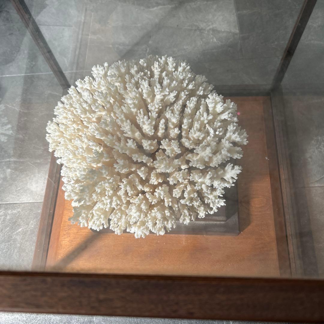 サンゴのディスプレイオブジェ