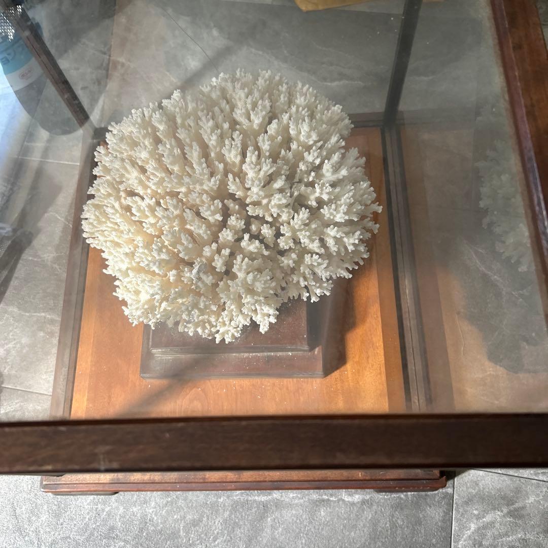 サンゴのディスプレイオブジェ