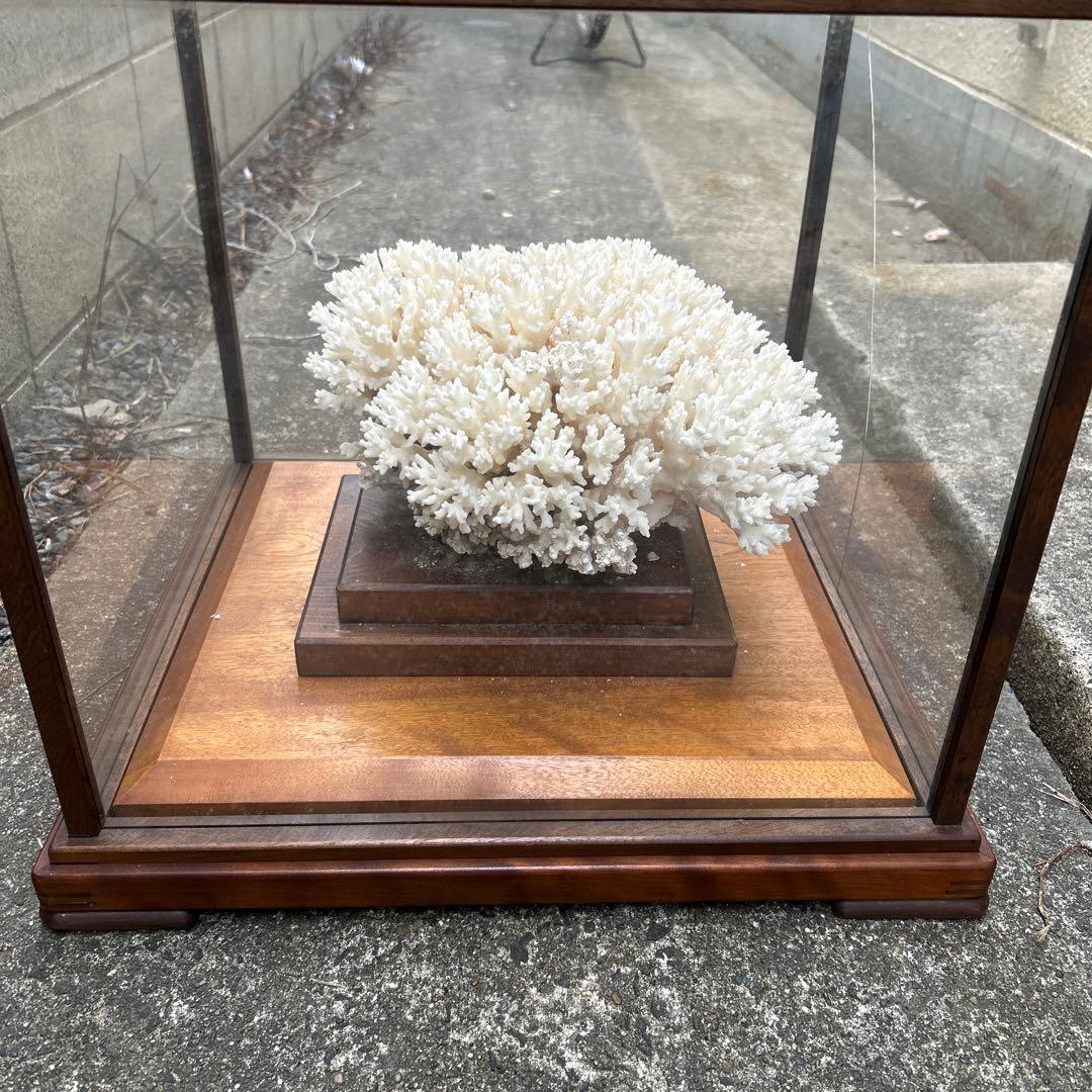 サンゴのディスプレイオブジェ