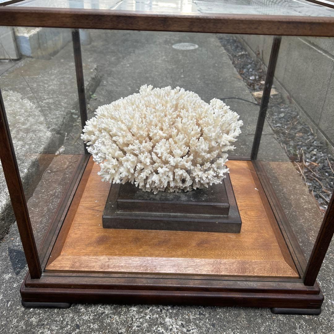 サンゴのディスプレイオブジェ