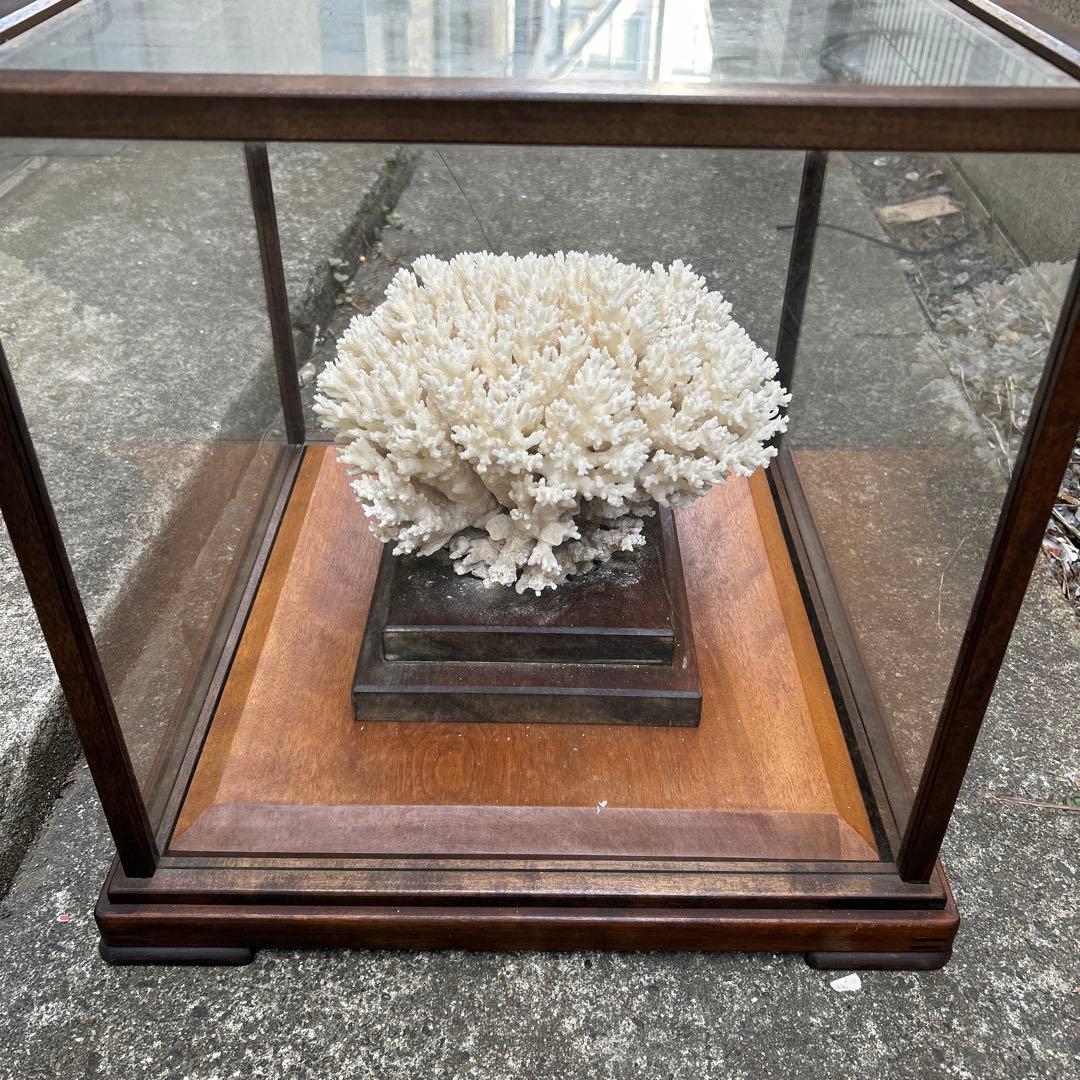 サンゴのディスプレイオブジェ