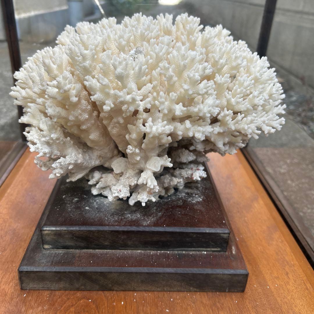 サンゴのディスプレイオブジェ