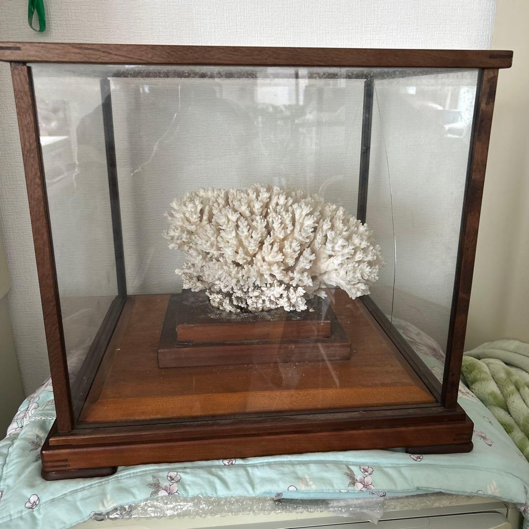 サンゴのディスプレイオブジェ