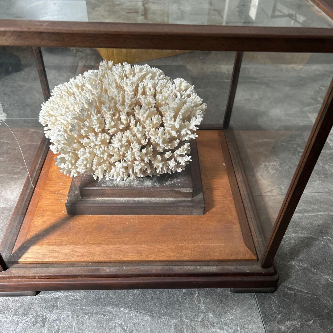 サンゴのディスプレイオブジェ