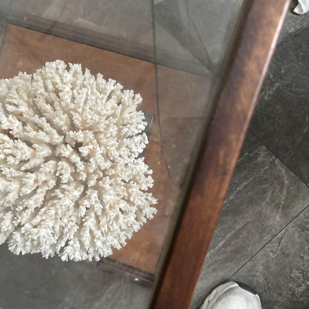 サンゴのディスプレイオブジェ