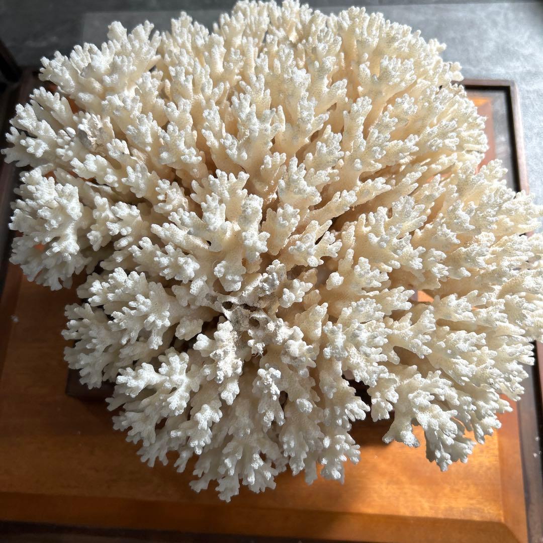 サンゴのディスプレイオブジェ