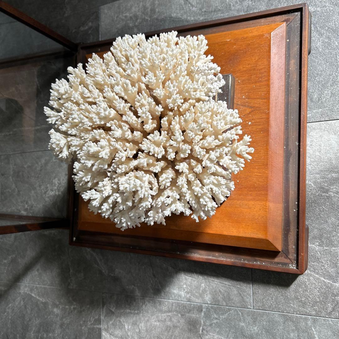 サンゴのディスプレイオブジェ