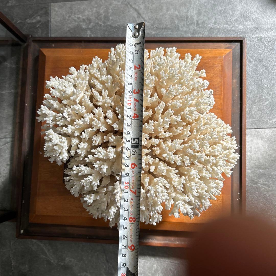 サンゴのディスプレイオブジェ