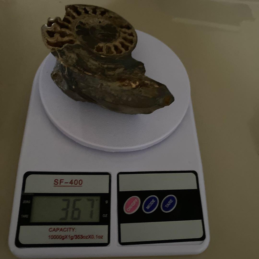 アンモナイト　化石　2点セットまとめ売り　大幅値下げ