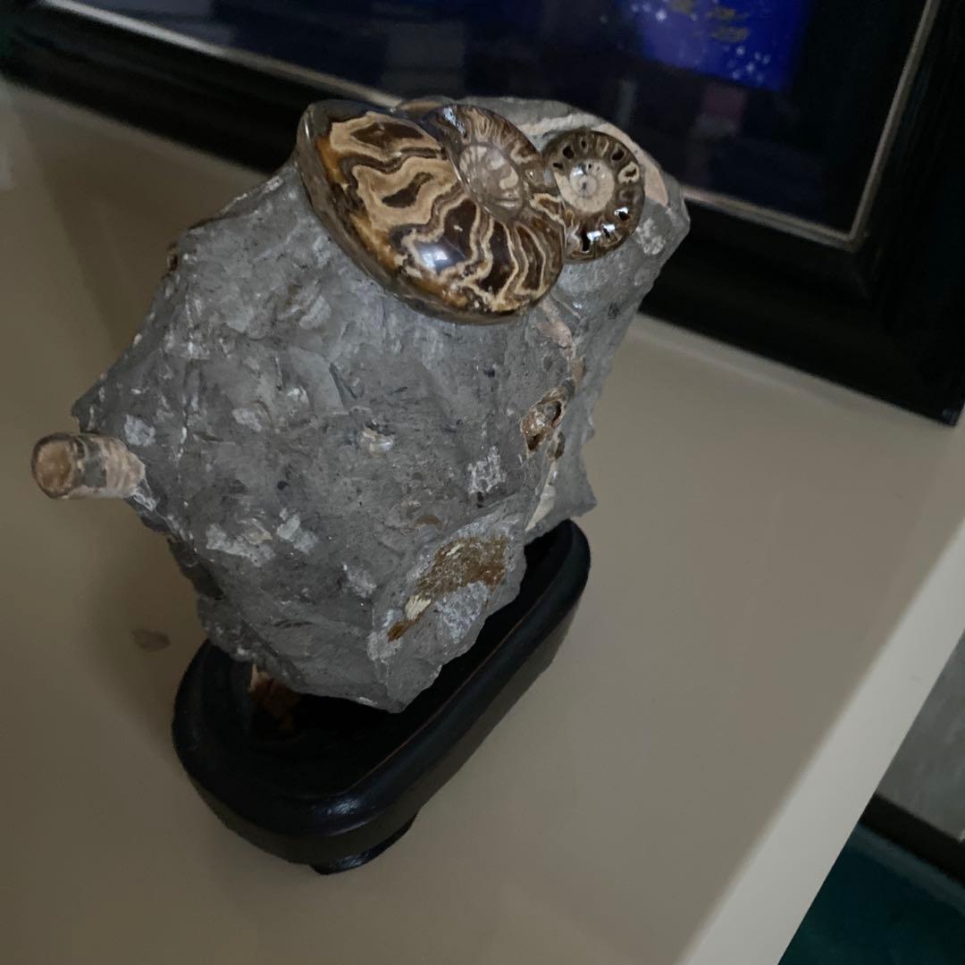 アンモナイト　化石　2点セットまとめ売り　大幅値下げ