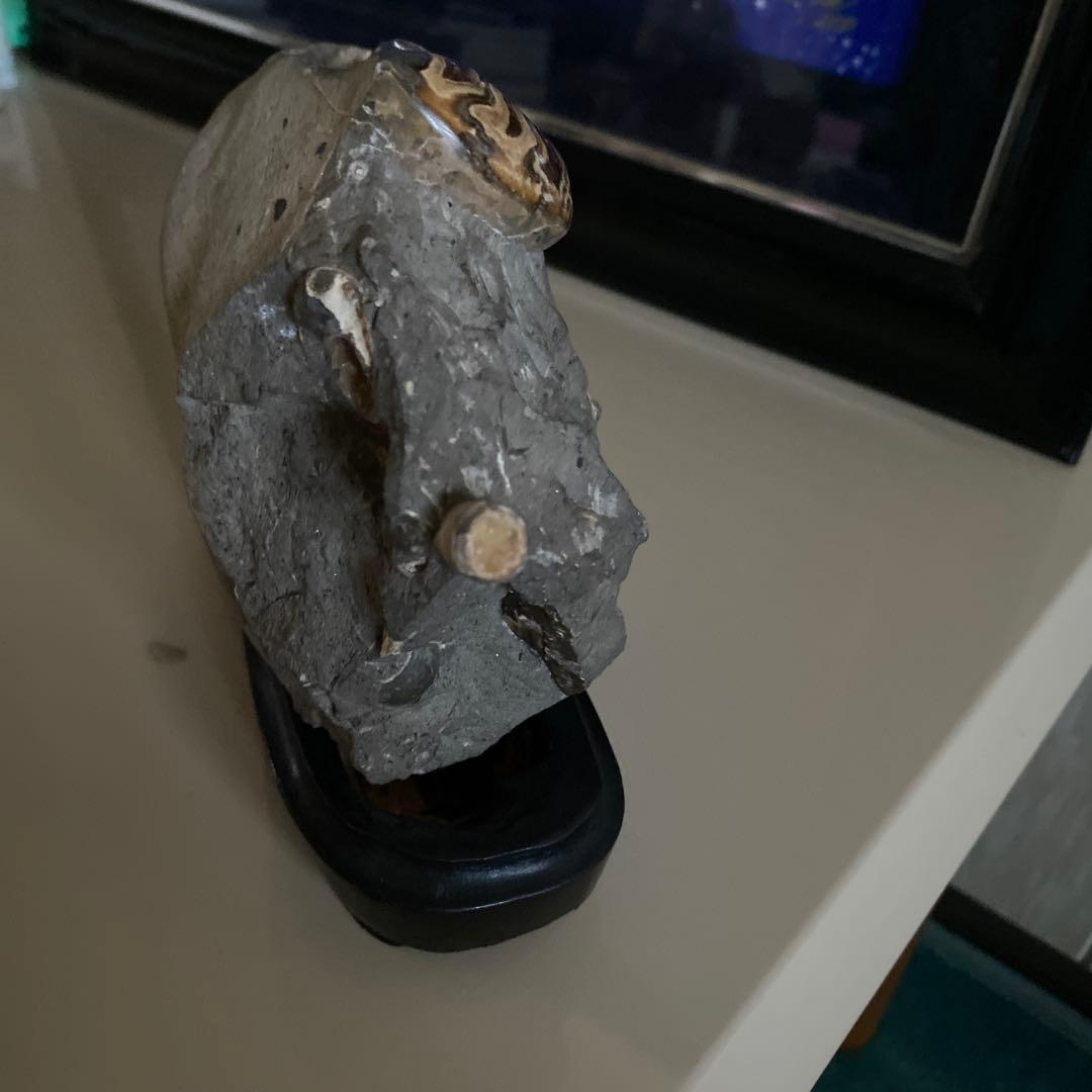 アンモナイト　化石　2点セットまとめ売り　大幅値下げ