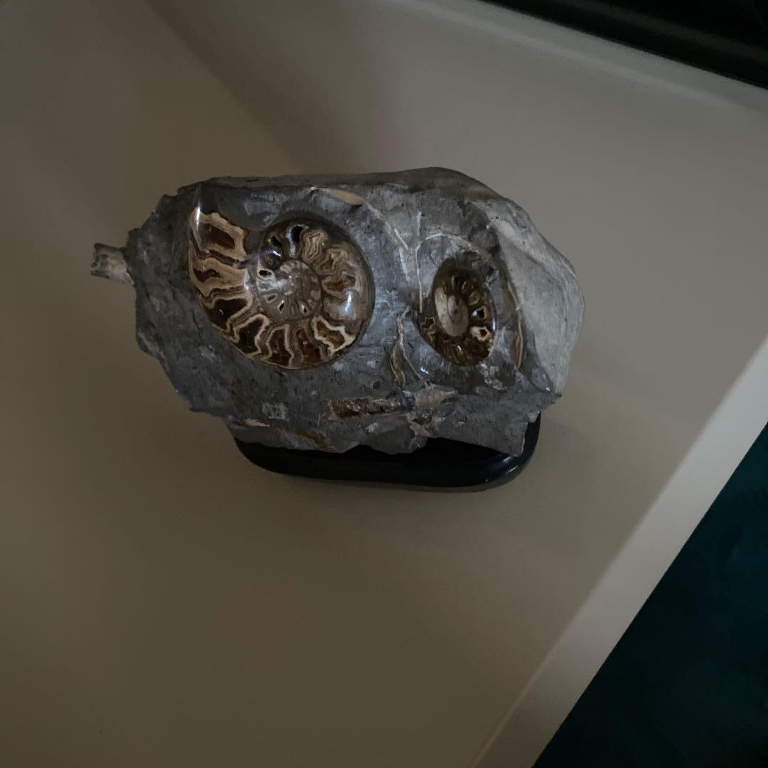 アンモナイト　化石　2点セットまとめ売り　大幅値下げ