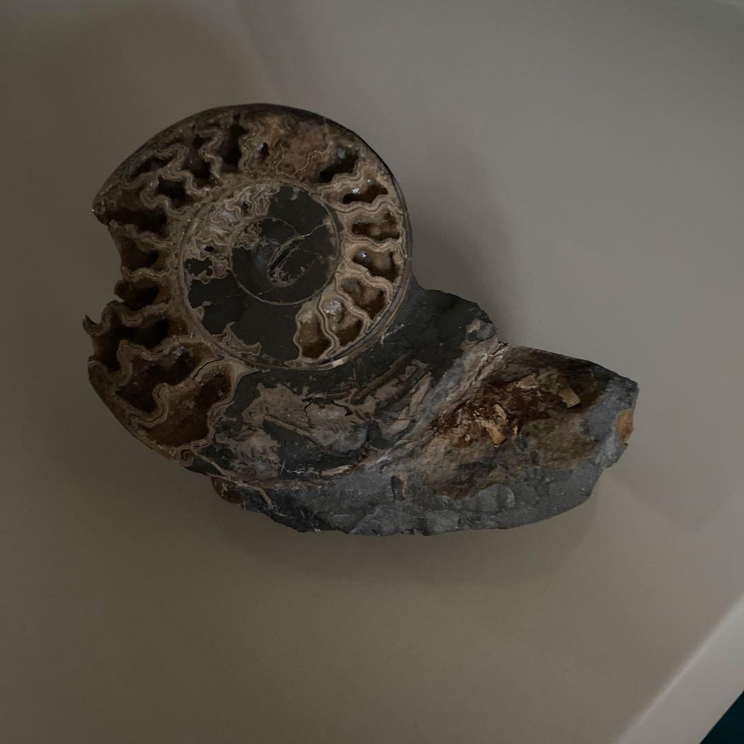 アンモナイト　化石　2点セットまとめ売り　大幅値下げ