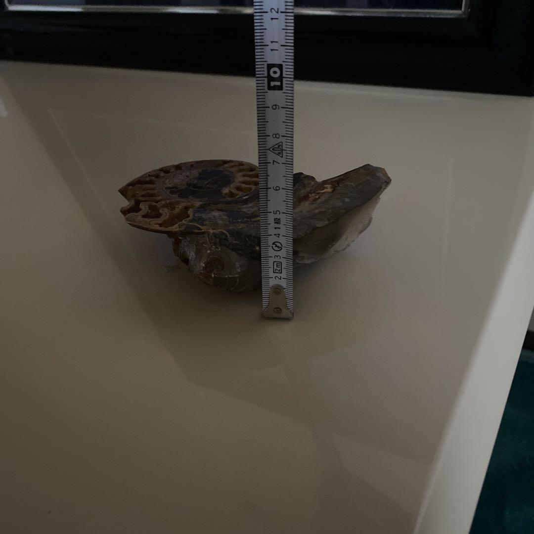 アンモナイト　化石　2点セットまとめ売り　大幅値下げ