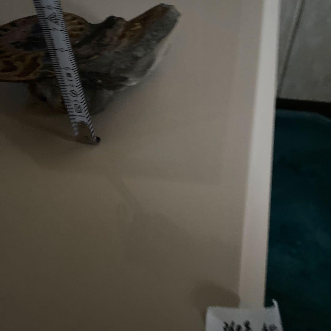 アンモナイト　化石　2点セットまとめ売り　大幅値下げ