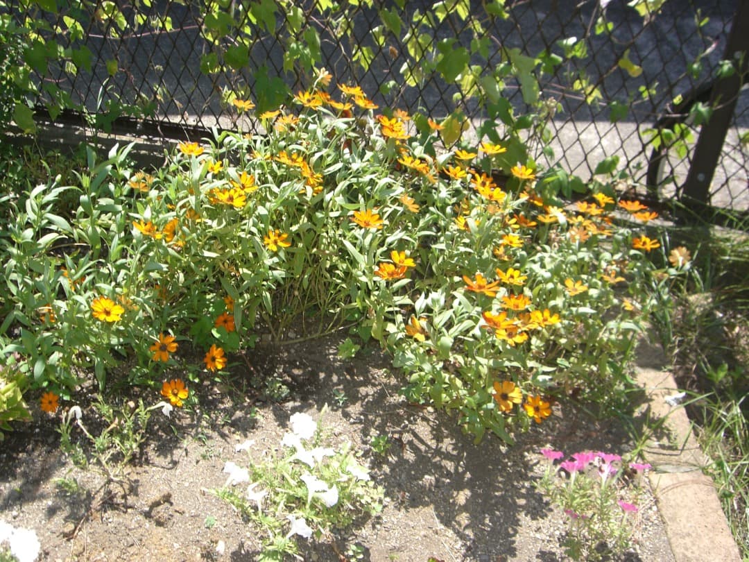 リーダー付⭕️【動作確認済】CASIO カシオ EXILIM EX-Z600