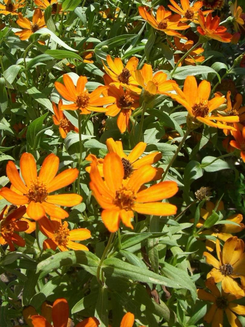 リーダー付⭕️【動作確認済】CASIO カシオ EXILIM EX-Z600