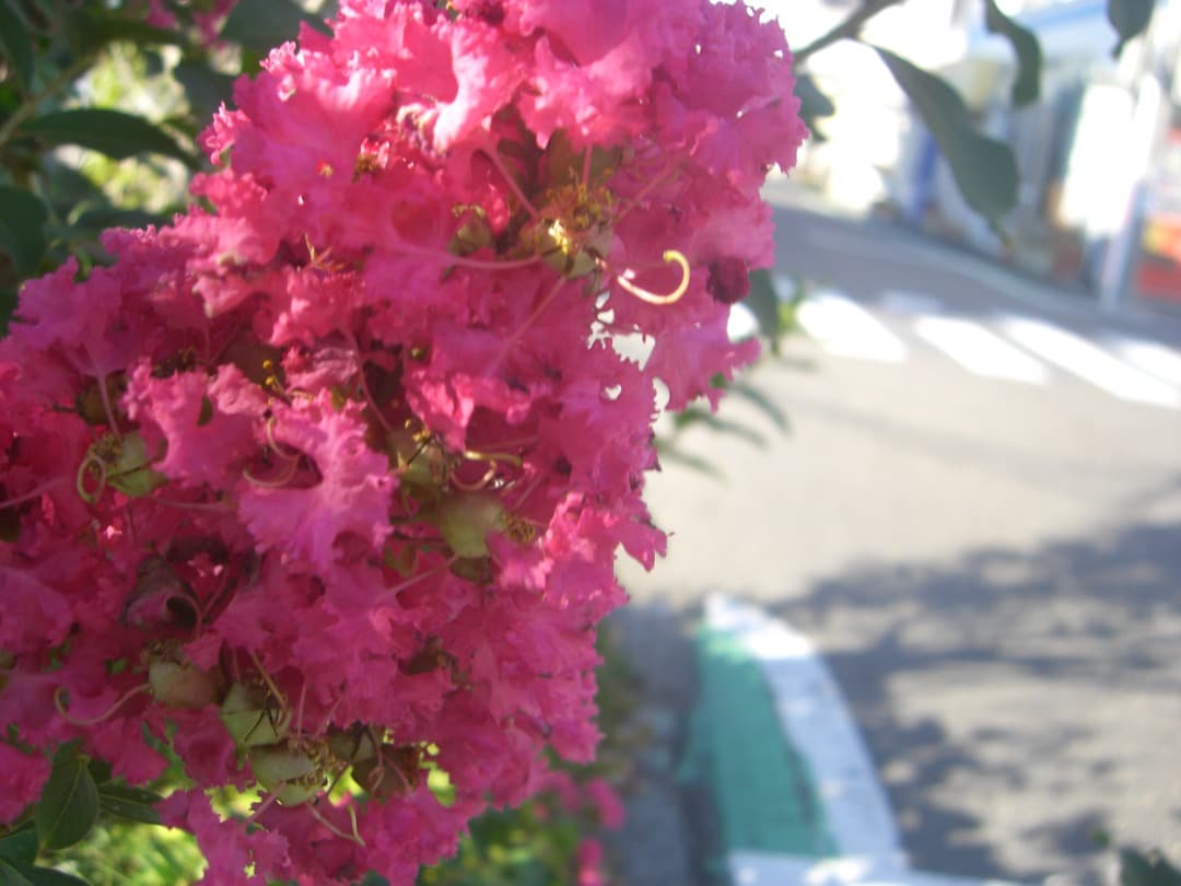 リーダー付⭕️【動作確認済】CASIO カシオ EXILIM EX-Z600