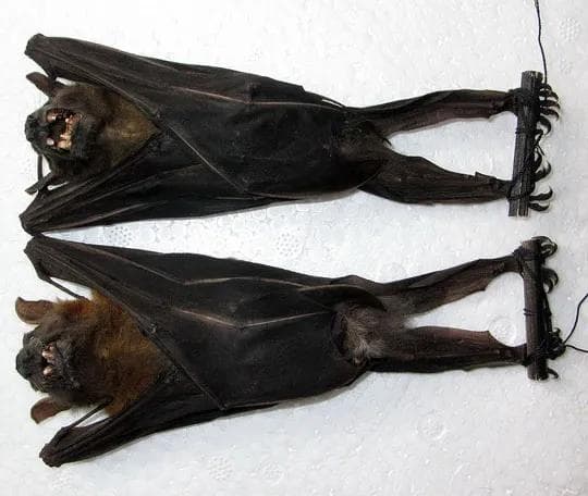 コイヌガオフルーツコウモリの剥製２体セット
