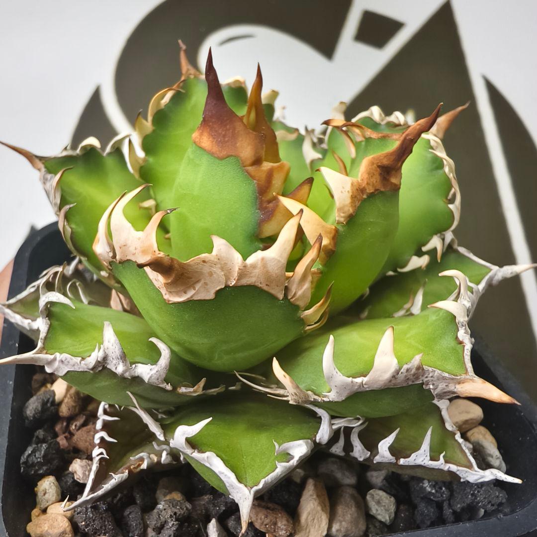 570【上澳園芸】アガベ チタノタ レッドキャッ