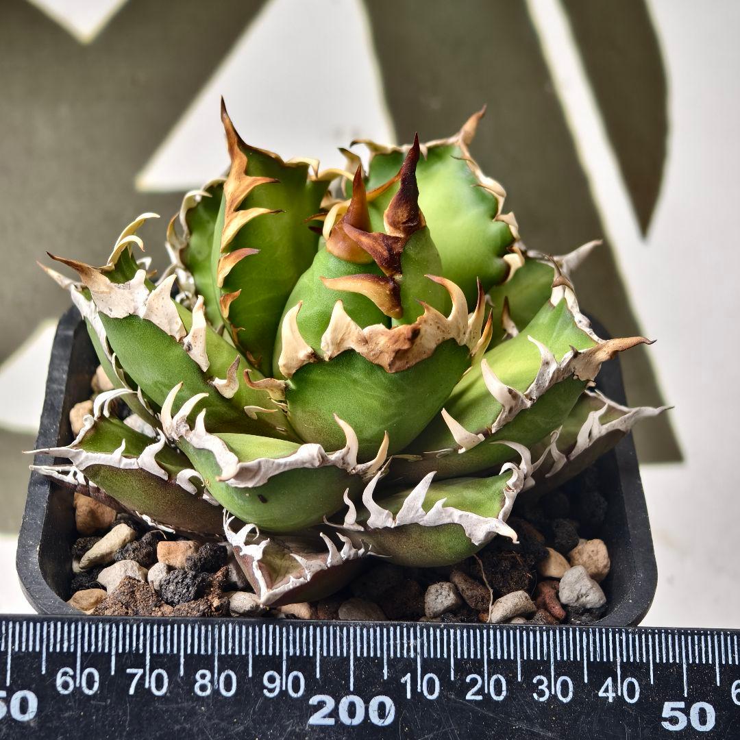 570【上澳園芸】アガベ チタノタ レッドキャッ