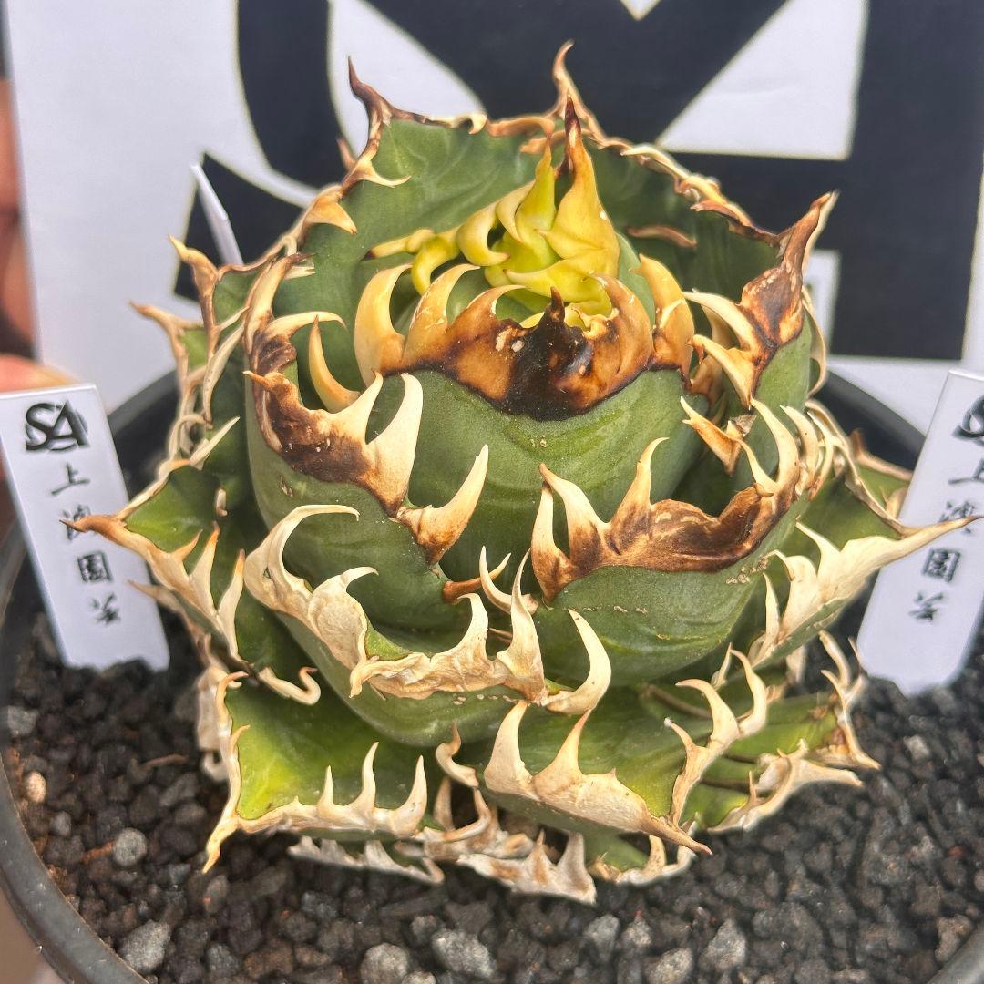 570【上澳園芸】アガベ チタノタ レッドキャッ