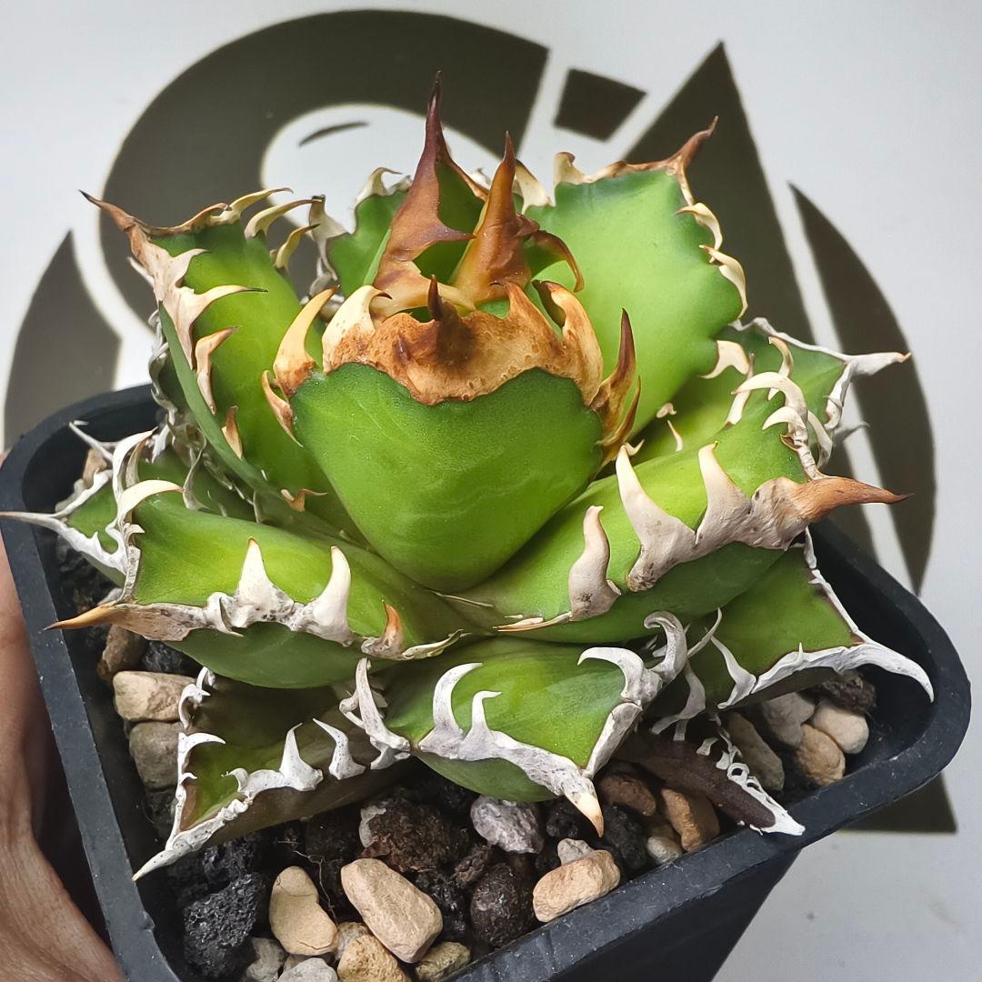 570【上澳園芸】アガベ チタノタ レッドキャッ