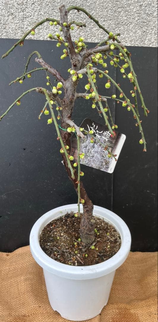 枝垂れ梅（しだれうめ）白花八重咲き　枝の太い接木苗木 盆栽　沢山の蕾　宅急便