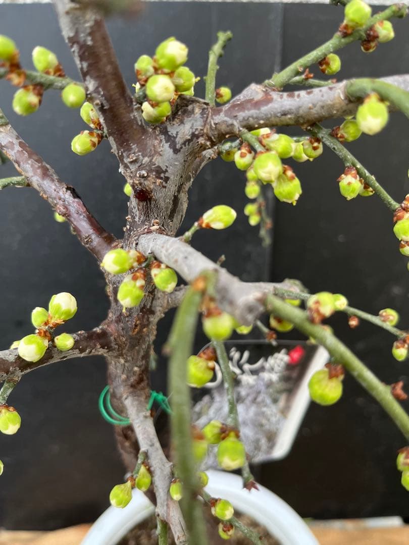 枝垂れ梅（しだれうめ）白花八重咲き　枝の太い接木苗木 盆栽　沢山の蕾　宅急便