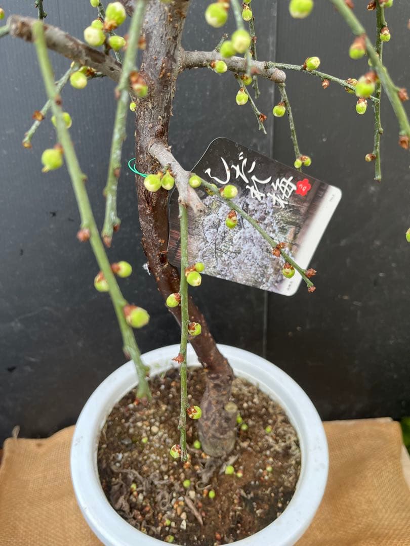 枝垂れ梅（しだれうめ）白花八重咲き　枝の太い接木苗木 盆栽　沢山の蕾　宅急便