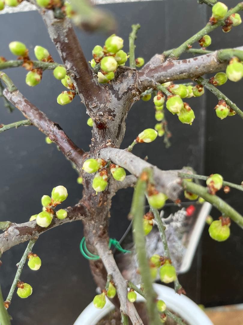 枝垂れ梅（しだれうめ）白花八重咲き　枝の太い接木苗木 盆栽　沢山の蕾　宅急便