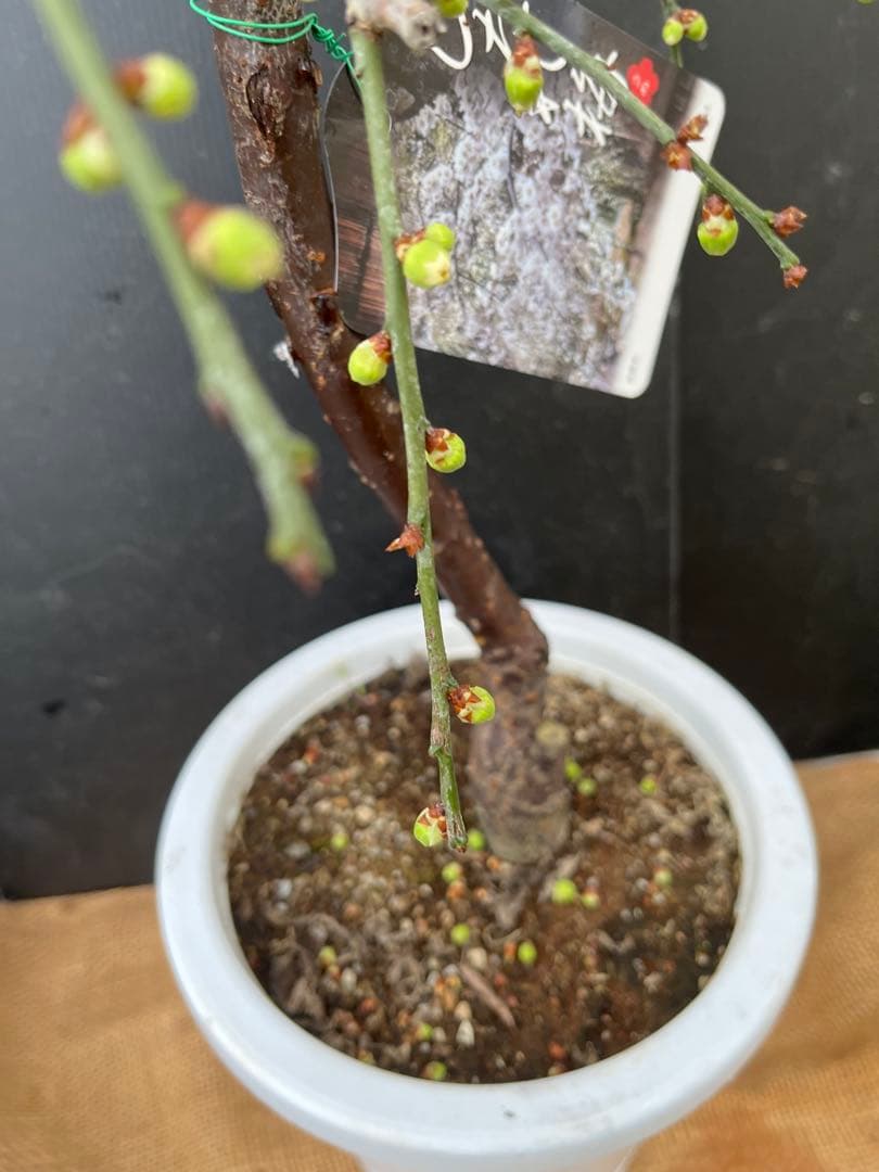 枝垂れ梅（しだれうめ）白花八重咲き　枝の太い接木苗木 盆栽　沢山の蕾　宅急便