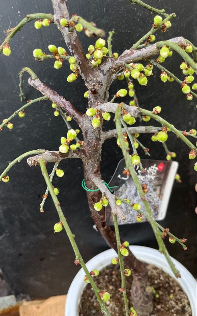 枝垂れ梅（しだれうめ）白花八重咲き　枝の太い接木苗木 盆栽　沢山の蕾　宅急便