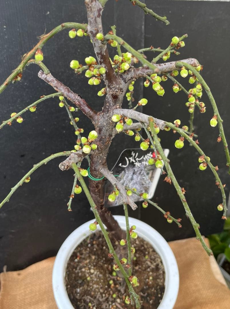 枝垂れ梅（しだれうめ）白花八重咲き　枝の太い接木苗木 盆栽　沢山の蕾　宅急便