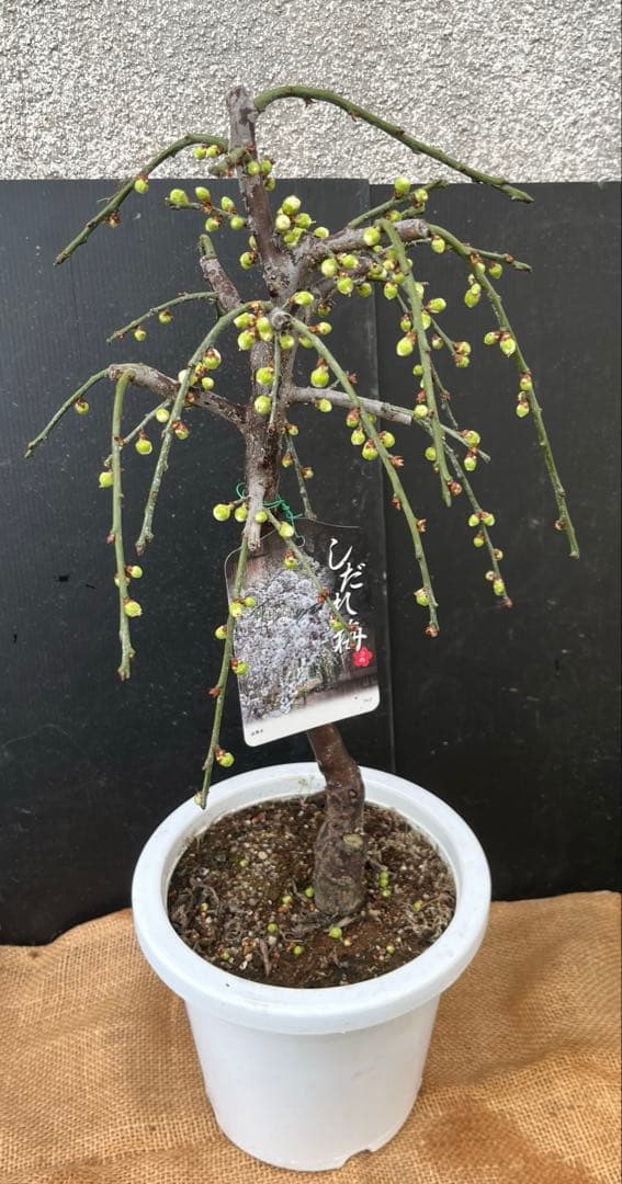 枝垂れ梅（しだれうめ）白花八重咲き　枝の太い接木苗木 盆栽　沢山の蕾　宅急便