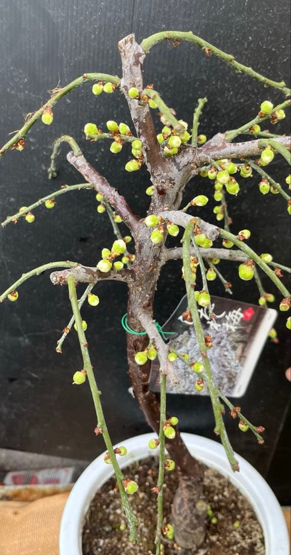 枝垂れ梅（しだれうめ）白花八重咲き　枝の太い接木苗木 盆栽　沢山の蕾　宅急便