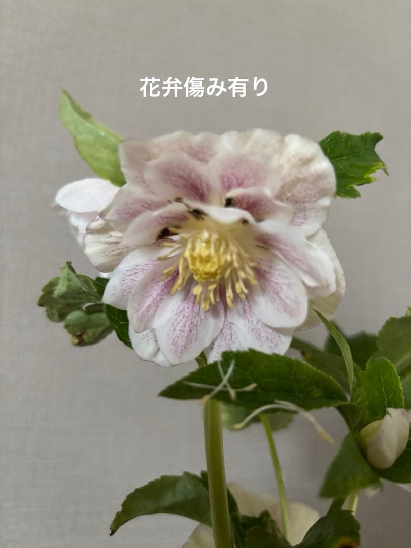 加藤農園　クリスマスローズ　プリマベーラxプリマベーラ　株分