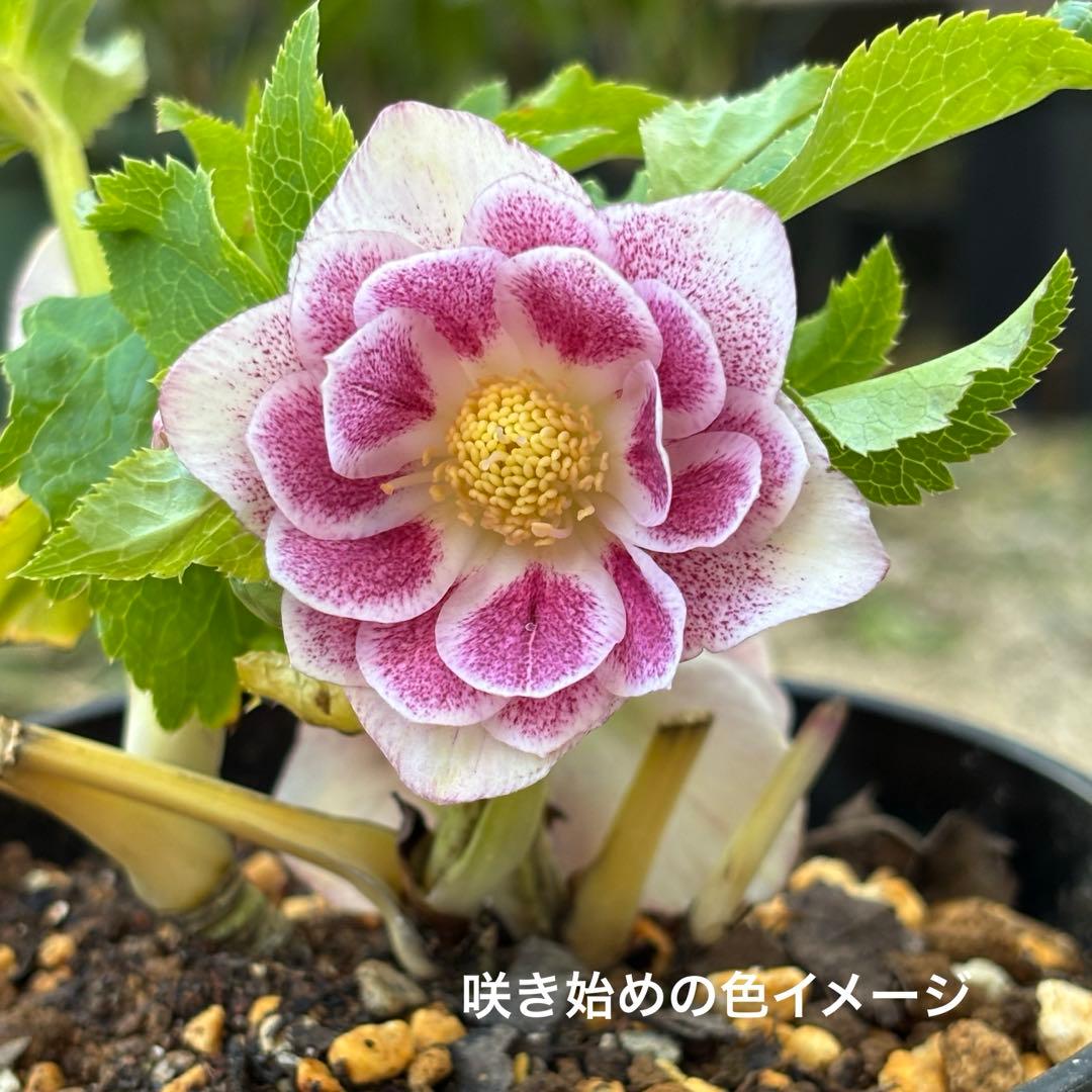 加藤農園　クリスマスローズ　プリマベーラxプリマベーラ　株分