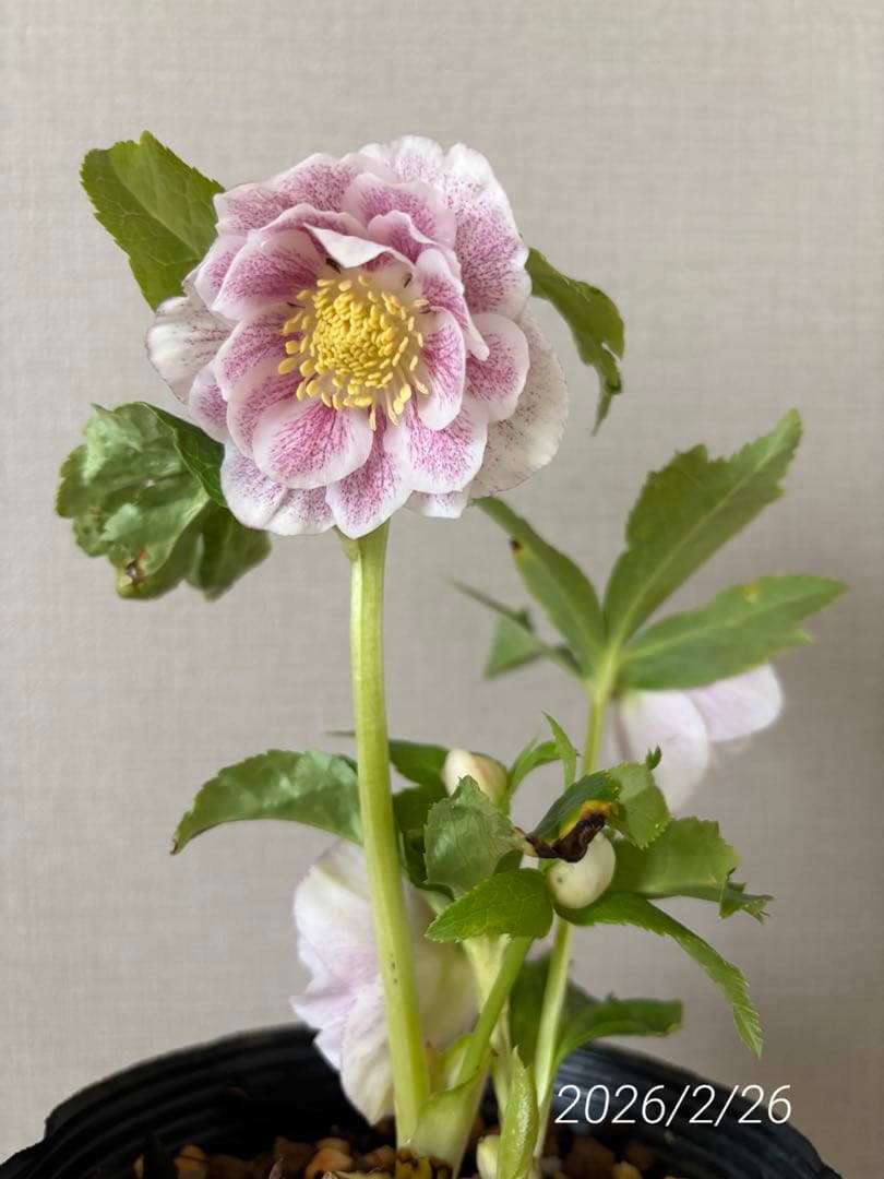 加藤農園　クリスマスローズ　プリマベーラxプリマベーラ　株分