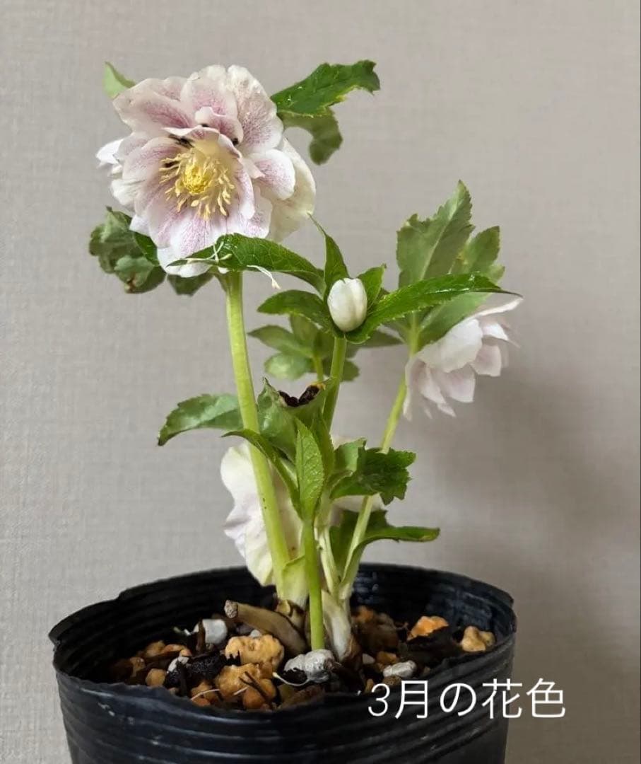 加藤農園　クリスマスローズ　プリマベーラxプリマベーラ　株分