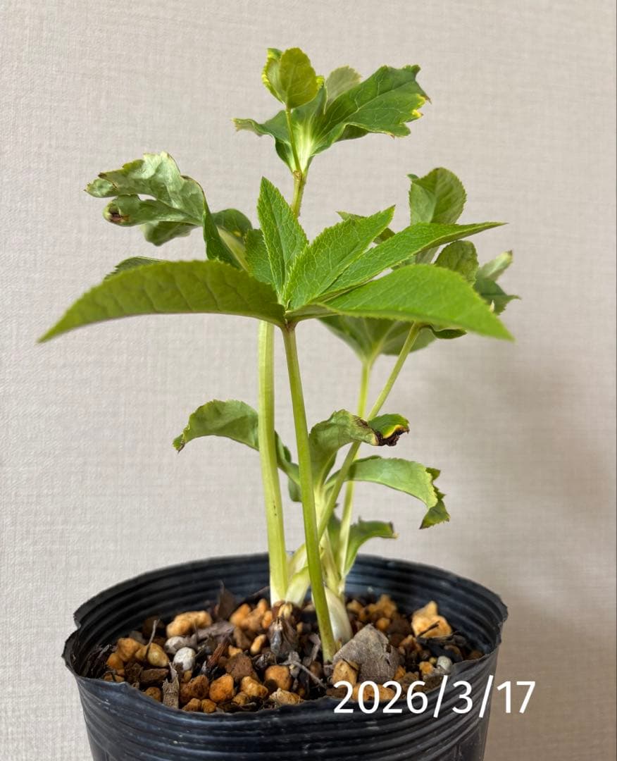 加藤農園　クリスマスローズ　プリマベーラxプリマベーラ　株分