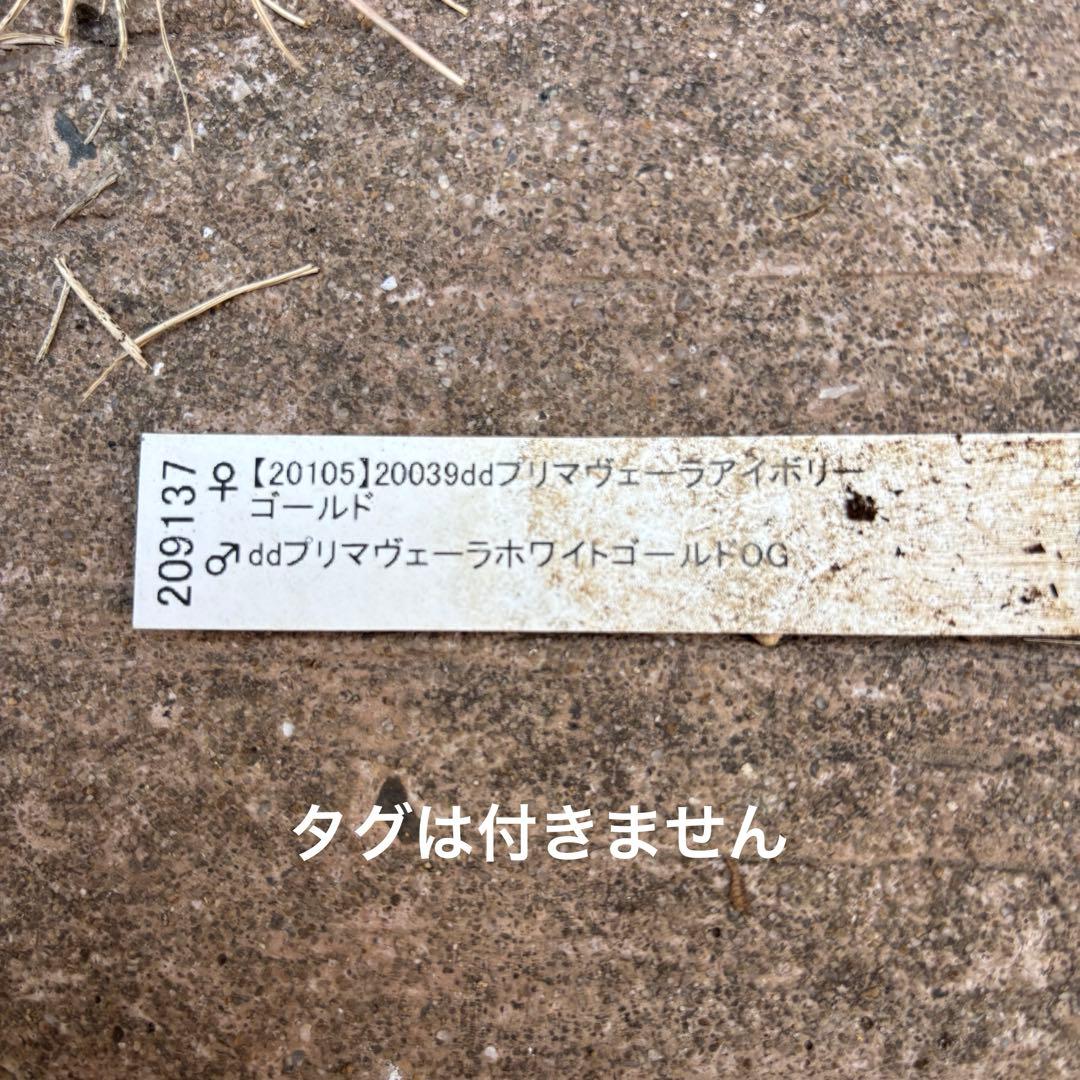 加藤農園　クリスマスローズ　プリマベーラxプリマベーラ　株分