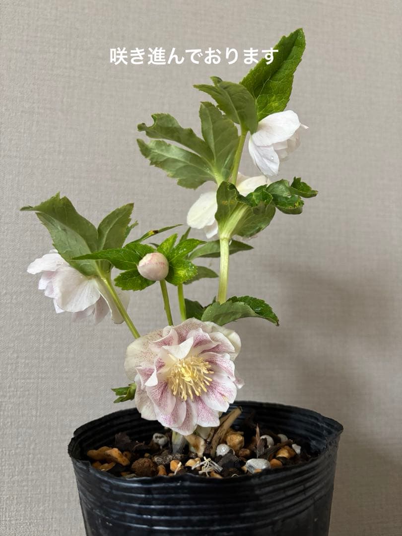 加藤農園　クリスマスローズ　プリマベーラxプリマベーラ　株分