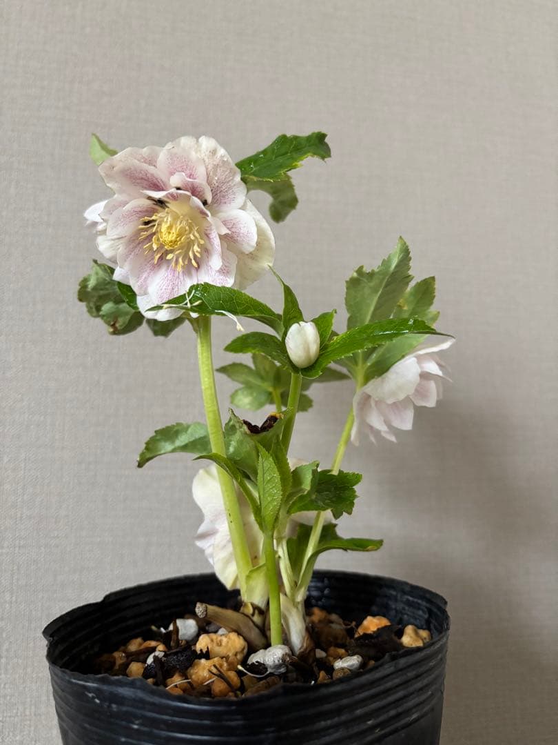 加藤農園　クリスマスローズ　プリマベーラxプリマベーラ　株分